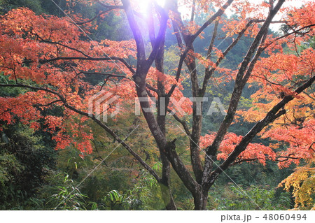 紅葉狩り　　★-★-★三色紅葉★-★-★ 48060494