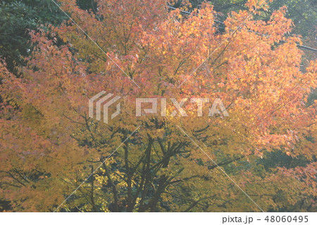 紅葉狩り　　★-★-★三色紅葉★-★-★ 48060495