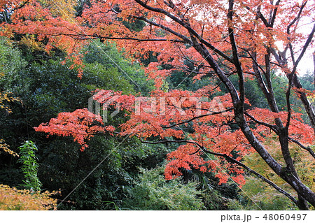 紅葉狩り ★-★-★三色紅葉★-★-★ 紅葉狩り ★-★-★三色紅葉★-★-★ 48060497