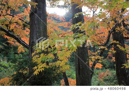 紅葉狩り　　★-★-★三色紅葉★-★-★ 48060498