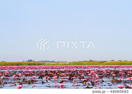 ノンハン湖の蓮の花 ノンハン湖の蓮の花 48060683