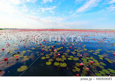 ノンハン湖の蓮の花 48060685