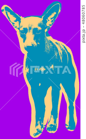 Poster with portrait of a miniature pinscher dog 48060785
