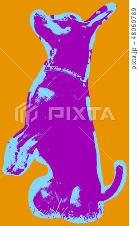 Poster with portrait of a miniature pinscher dog 48060789