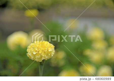 黄色い花 黄色い花 48060989