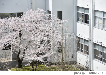 校舎の桜 48061294