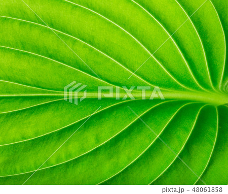 green leaf as background 48061858