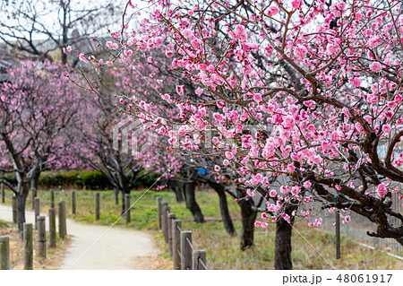 都市農業公園の紅梅　東京都足立区鹿浜 48061917