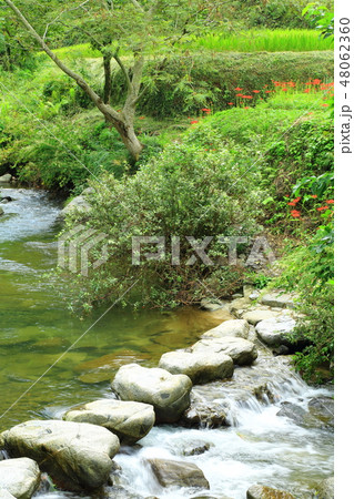 飛鳥川　万葉の飛び石と彼岸花 48062360