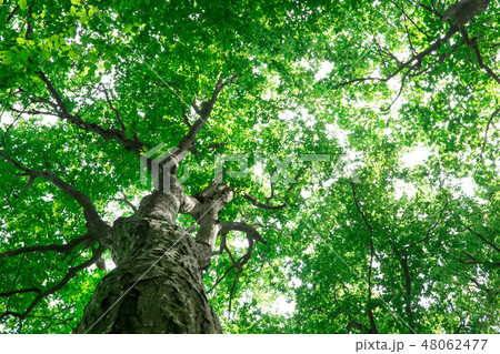 Forest trees. nature green wood sunlight Forest trees. nature green wood sunlight 48062477