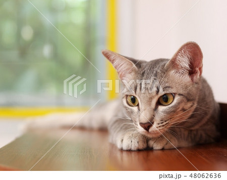 cute short hair grey with black stripes young cat cute short hair grey with black stripes young cat 48062636