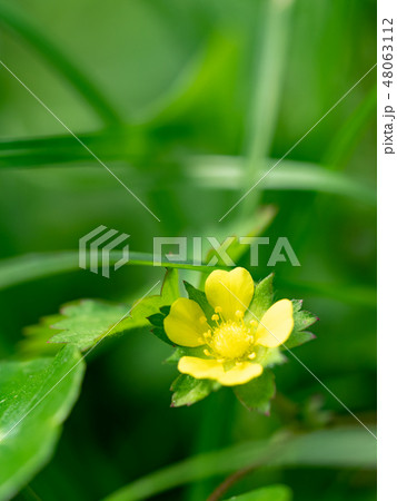 little yellow flowers little yellow flowers 48063112