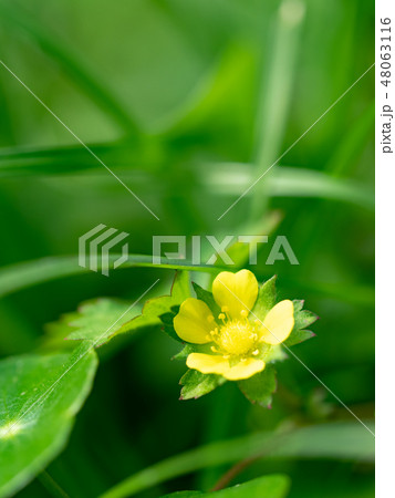 little yellow flowers little yellow flowers 48063116