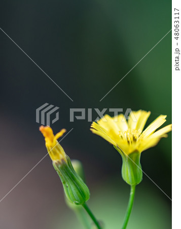 little yellow flowers little yellow flowers 48063117