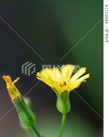 little yellow flowers little yellow flowers 48063118