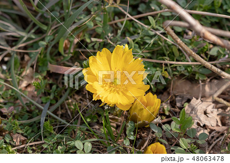 福寿草　東京都足立区鹿浜　都市農業公園 48063478