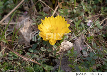 福寿草 東京都足立区鹿浜 都市農業公園 福寿草 東京都足立区鹿浜 都市農業公園 48063479