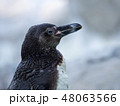 フンボルトペンギン 48063566
