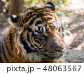 スマトラトラ 48063567