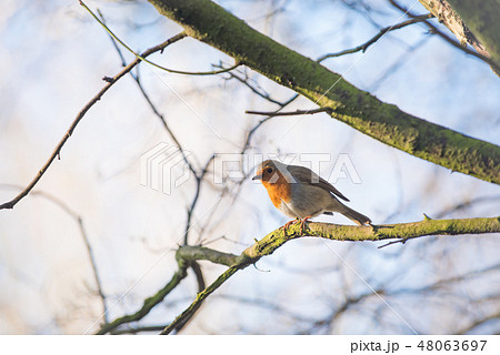 ロビン イギリス 国鳥 ロビン イギリス 国鳥 48063697