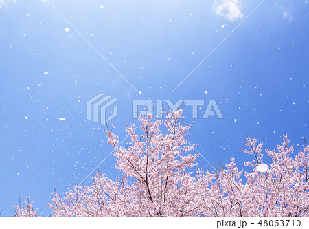 桜吹雪 イメージ素材 桜の花びら舞う空 背景素材の写真素材