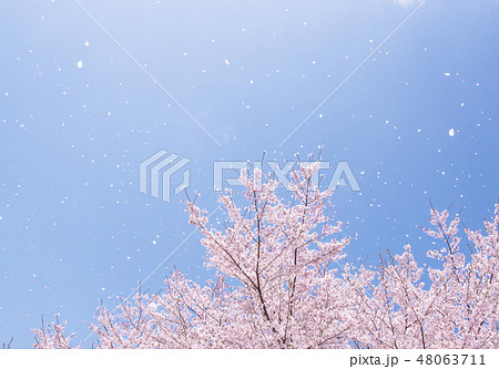 桜吹雪 イメージ素材 桜の花びら舞う空 背景素材の写真素材