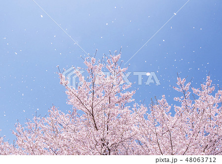 桜吹雪 イメージ素材 桜の花びら舞う空 背景素材の写真素材