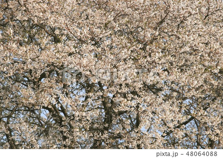 美しく咲き乱れる満開の桜 美しく咲き乱れる満開の桜 48064088