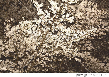 春爛漫、満開を迎えたソメイヨシノの夜桜 48065187
