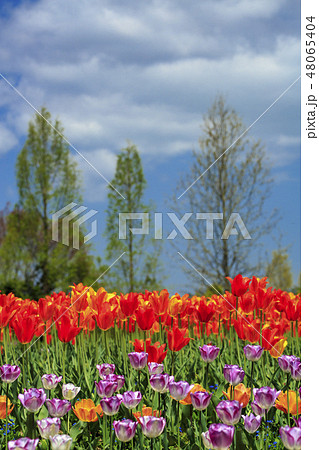 チューリップ　備北丘陵公園チューリップ畑 48065404