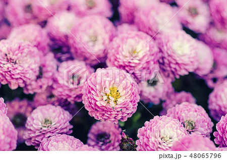 Chrysanthemum macro flowers Chrysanthemum macro flowers 48065796