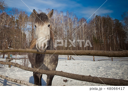 beautiful horse on a background of a winter landscape. beautiful horse on a background of a winter landscape. 48066417