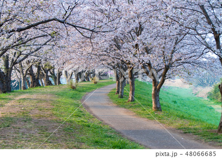 早朝の桜並木の一本道 48066685