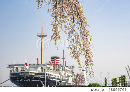 【横浜 氷川丸 枝垂桜】 【横浜 氷川丸 枝垂桜】 48066761