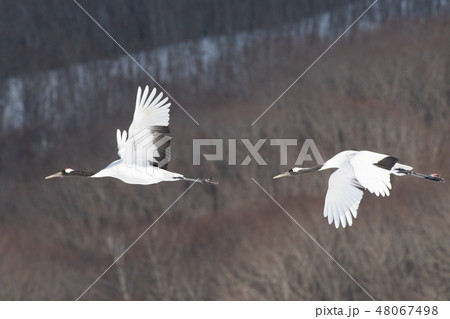 タンチョウの飛翔　釧路 48067498