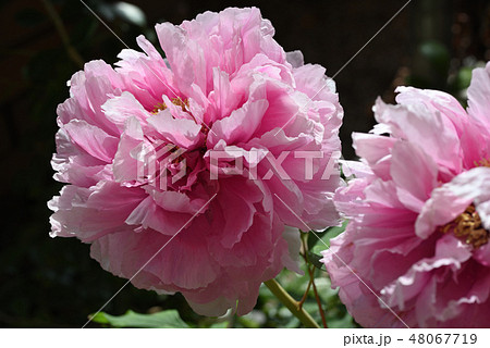 フユボタン（聖代） 48067719