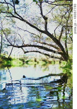 安曇野の水鏡風景(蓼川・縦位置) 安曇野の水鏡風景(蓼川・縦位置) 48067780