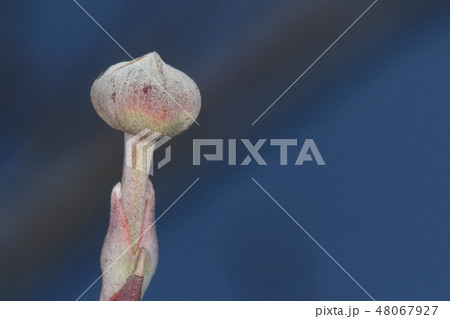 自然 観察 ハナミズキ 花芽です 玉ねぎか擬宝珠の様な扁平球形で先が尖っています 和菓子風の色合いの写真素材