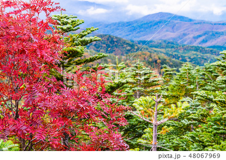 【山梨県】国師ヶ岳の紅葉 48067969