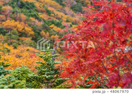 【山梨県】国師ヶ岳の紅葉 【山梨県】国師ヶ岳の紅葉 48067970