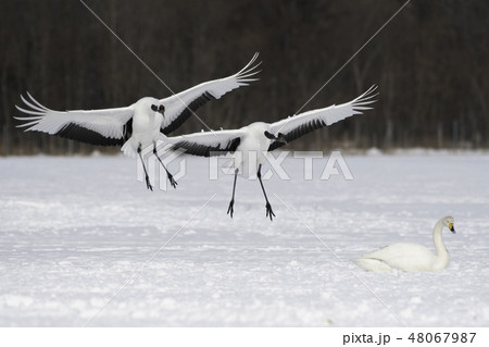 タンチョウの着地　釧路 48067987