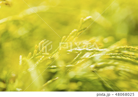 風に揺れるコノテガシワ 48068025