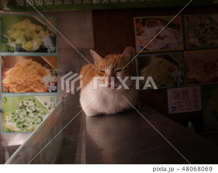 台湾の猫 48068069