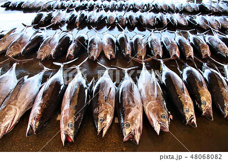マグロの水揚げ マグロの水揚げ 48068082