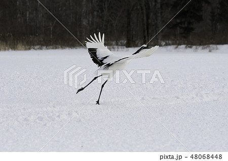 タンチョウの飛び立ち　釧路 48068448