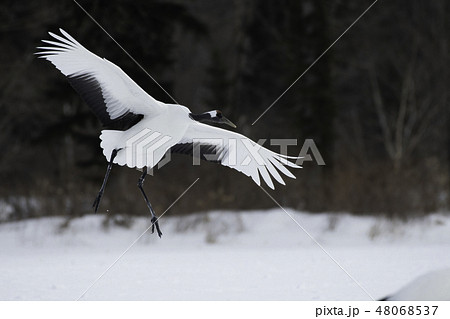タンチョウの着地　釧路 48068537