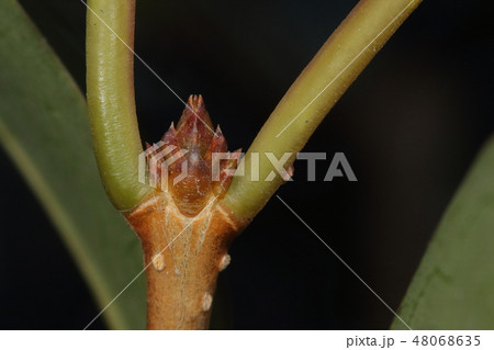 自然　植物　トウネズミモチ、冬芽です。艶のある赤茶色で左右対称のきれいな形です 48068635