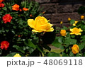 バラの花 48069118