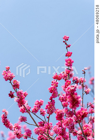 紅梅のクローズアップと青空のコピースペース 48069258