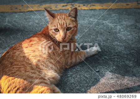 Cute cat portait sleeping on the floor Cute cat portait sleeping on the floor 48069269